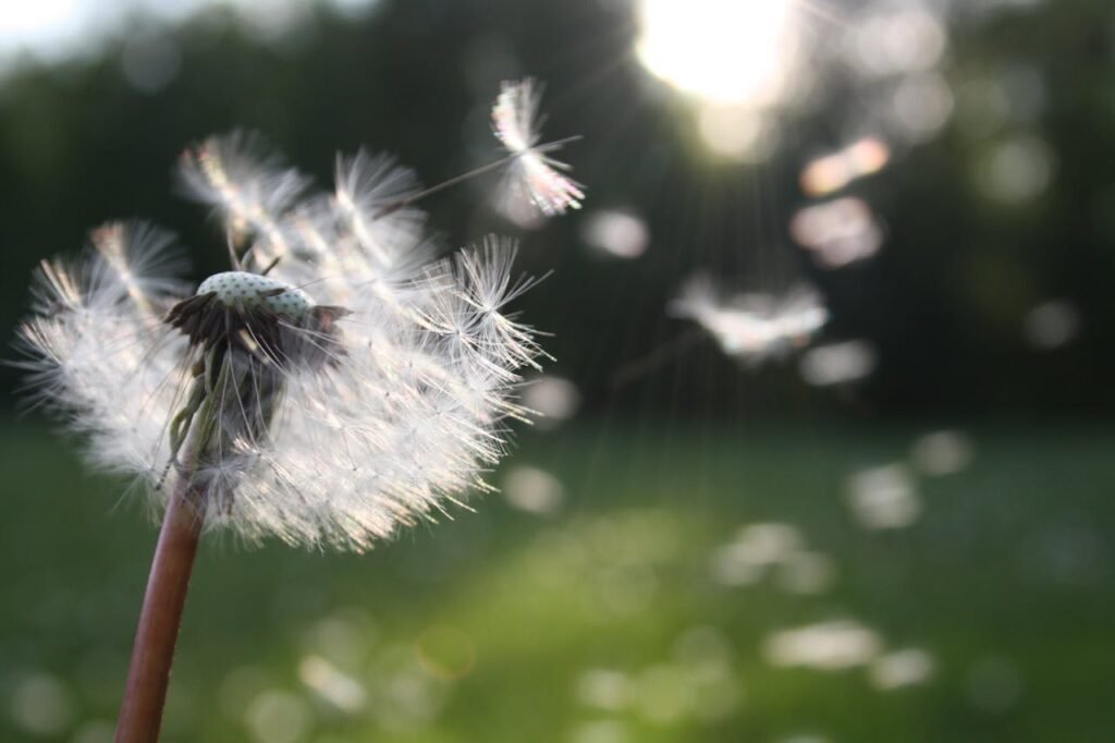 small pollens flying in the wind