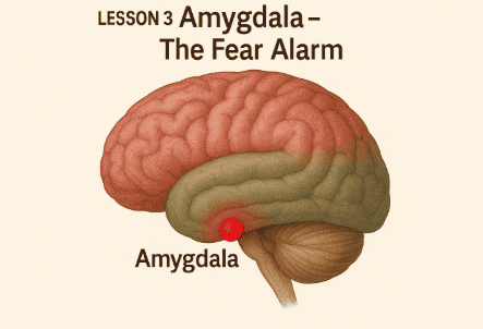 Amygdala – The Fear Alarm 🚨

Small almond-shaped structure (amygdala actually means “almond” in Greek).