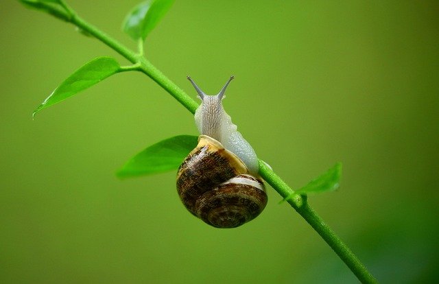 Mollusks are soft-bodied animals. Some, like snails, clams, and oysters, grow hard shells to protect themselves. Others, like octopuses and squids, have no outer shell at all.