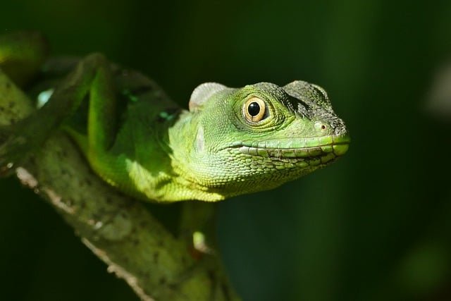 Reptiles are land animals that have dry, scaly skin. This skin protects them and helps keep moisture inside their bodies.