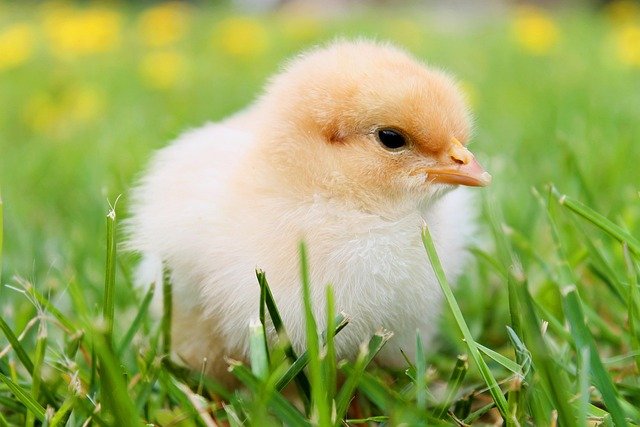 When most people think of chickens, they picture a grown bird pecking at the ground or clucking around a yard. But like butterflies and frogs, chickens go through their own special life cycle—and it’s full of wonder, especially inside the egg!
