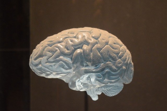 Discover how the brain thinks, learns, and remembers with simple science explanations perfect for kids.