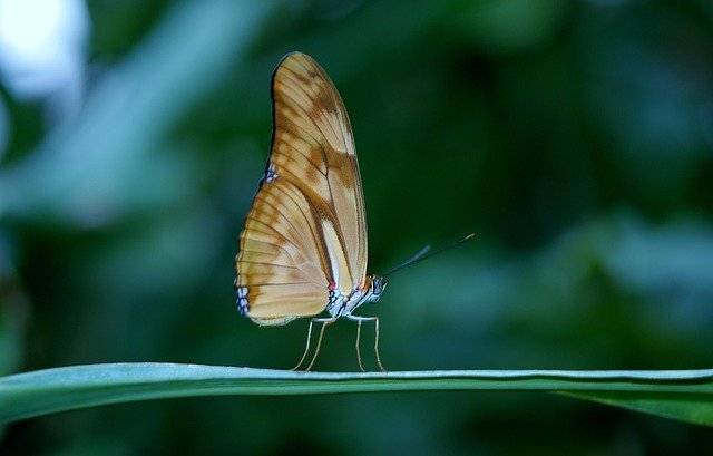 Even though butterflies and frogs are so different—they live in different places, move in different ways, and look nothing alike—their life cycles teach us one big truth:
