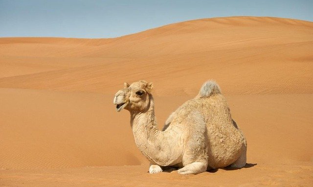 Camels are big, slow-moving animals with long legs and humps on their backs. People often think those humps are full of water—but they’re not. They’re full of fat.
