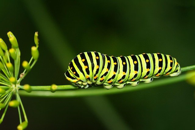 Follow the life cycles of frogs, butterflies, and more. Learn how living things grow and change from young to adult!