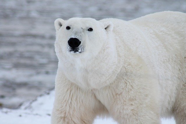 Now let’s travel far from the dry, dusty deserts… to a land of snow, wind, and ice. A place where your breath turns to frost in seconds, and even the sea can freeze.