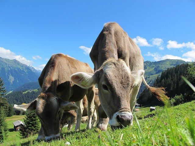 Consumers are animals. They can’t make their own food like plants do. Instead, they have to eat other living things to get energy.