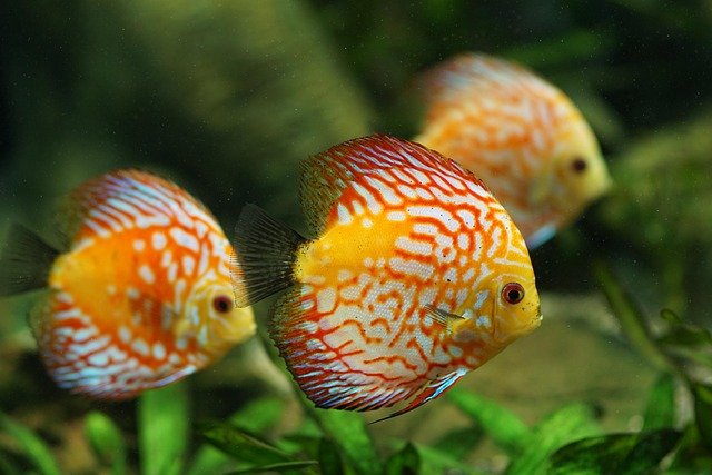 Fish are the oldest vertebrates on Earth. They’ve been around for millions of years, swimming in rivers, lakes, and oceans.
