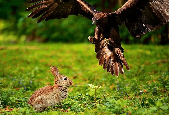 You don’t need to travel far to find a food chain. You can spot one just by watching your garden or local park.