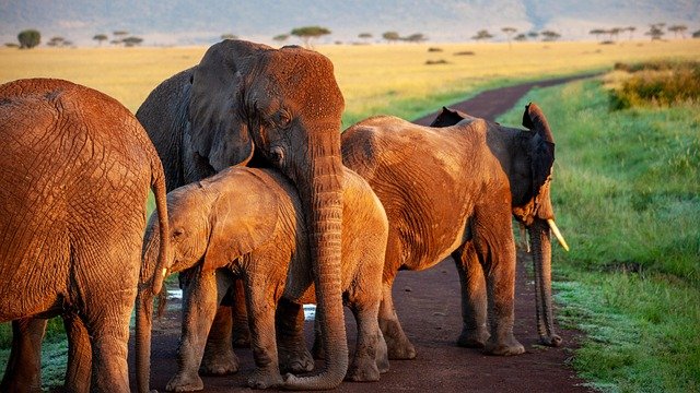 Elephants are the largest land animals on Earth. They are intelligent, emotional creatures that live in herds and care deeply for their families. Sadly, elephants are in danger because of poaching. Many are hunted for their ivory tusks, which are still sold on the black market despite bans.