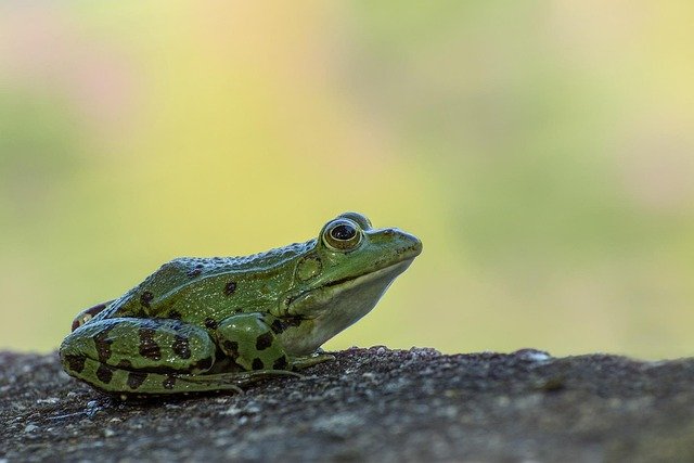 Amphibians are special because they live two lives. When they’re babies, they live in water, breathing with gills. But as they grow up, they change — growing lungs and legs to move and breathe on land. That’s called metamorphosis.