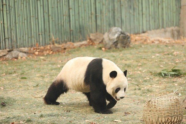 The giant panda is one of the most loved animals in the world. With its black-and-white fur and gentle nature, the panda has become a symbol of wildlife conservation. Pandas once faced extinction because of habitat loss, as their bamboo forests were destroyed.
