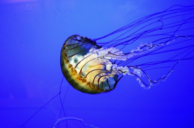 The deep ocean is one of the most mysterious places on Earth. It’s not just deep—it’s so deep that light from the sun can’t reach it. That means it’s completely dark all the time.