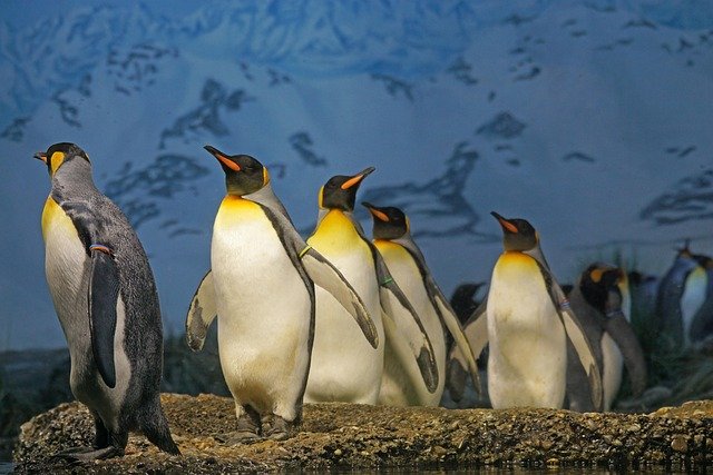 Nature isn’t just a place where animals run around and plants grow. It’s a living, breathing system of cooperation. Even though animals and plants can’t talk to each other with words, they still work together in smart ways. This quiet teamwork is what keeps every ecosystem alive and well.