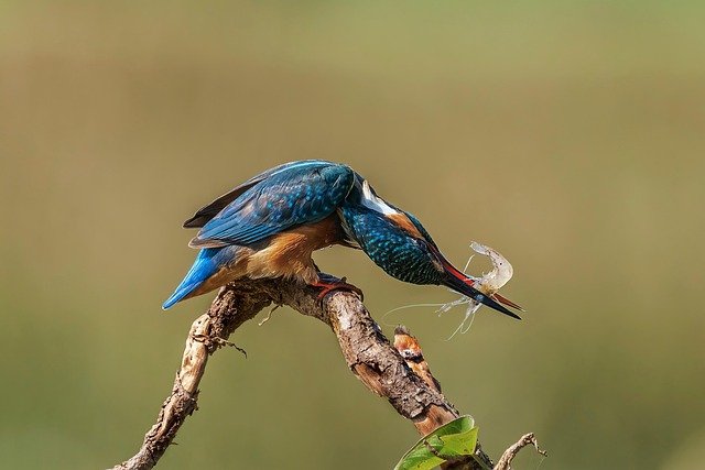 Learn how the food chain works, from plants to predators. A kid-friendly guide to energy flow in nature!