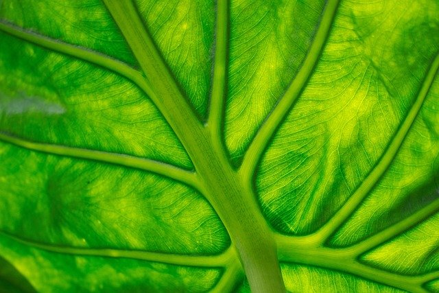 Chemical reactions are not limited to test tubes and laboratories. They are the hidden processes that keep nature alive and balanced. Every living thing, from the smallest plant to the largest whale, depends on chemical changes happening quietly, every second of the day.