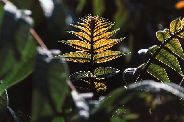 The first step in every food chain starts with plants. Why? Because plants are the only living things that can make their own food using sunlight. That’s a big deal.