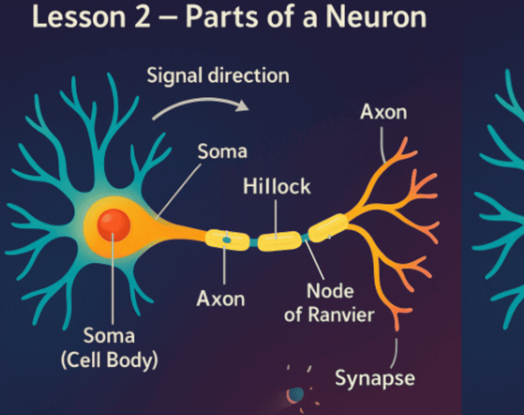 parts of a neuron