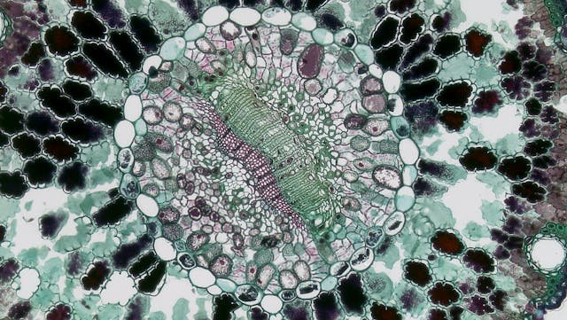 All living things are made of cells. But not all cells are the same.