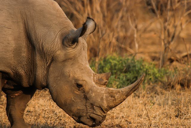 Learn what endangered species are and how kids can help. A simple, inspiring guide to protecting animals and nature!