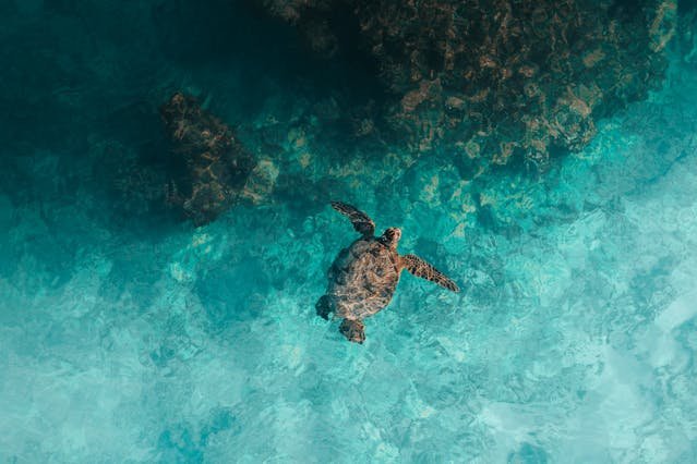 Solutions are not only in kitchens and classrooms—they are built into the way the Earth works. Nature relies on dissolving to move nutrients, shape landscapes, and even control the weather. Once you start noticing, you’ll see that solutions are everywhere in the environment.