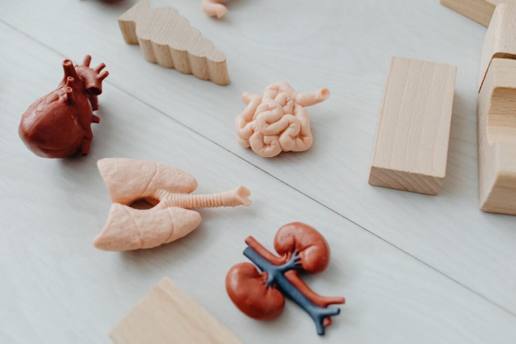 Learning about the human body doesn’t have to stop when class ends.