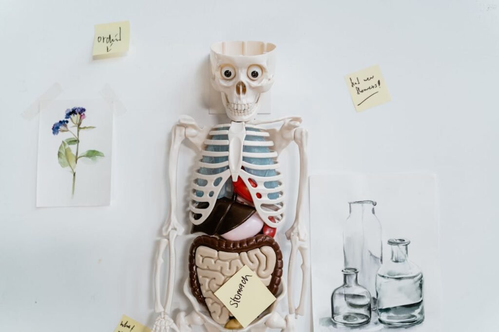 Breathing doesn’t just happen by magic. Your lungs can’t move on their own. They need a little help from a strong, stretchy muscle sitting right under your lungs. This muscle is called the diaphragm (say it like this: DYE-uh-fram).