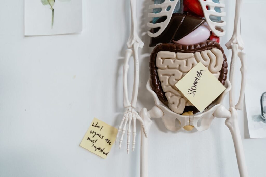 Have you ever felt your tummy rumble when you're hungry? That’s your body asking for fuel. And once you eat, your digestive system gets to work.