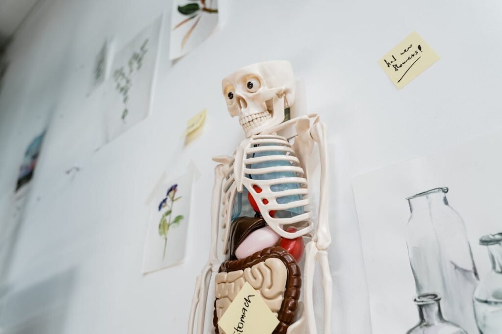 Now let’s look at your bones — the hard parts inside your body. They form your skeleton, which gives your body shape and keeps it strong.