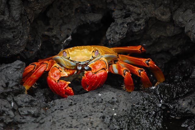 Crabs, lobsters, shrimp, and barnacles are crustaceans. They usually live in the ocean and have hard outer shells called exoskeletons that protect their soft bodies inside.