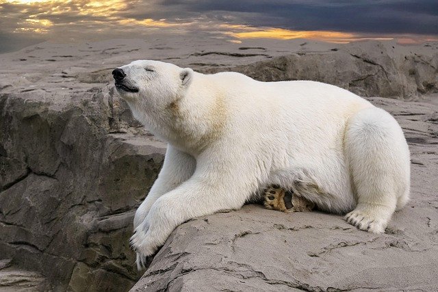 Polar bears live in the Arctic, where they hunt seals on the ice. They are perfectly adapted to cold life, with thick fur and layers of fat to keep them warm. But as the Earth gets warmer, the sea ice is melting. Polar bears are forced to swim longer distances to find food, and many struggle to survive.