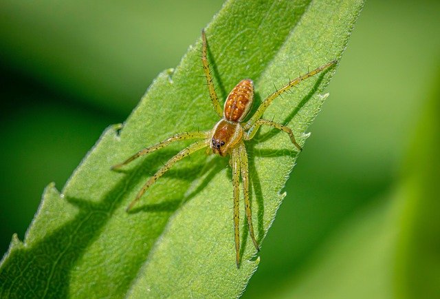 Arachnids include spiders, scorpions, ticks, and mites. They have eight legs and two body parts — not three like insects.