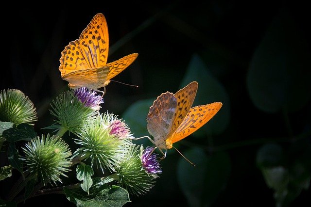 Insects are everywhere — in the air, on the ground, even in your garden. They have three body parts (head, thorax, abdomen), six legs, and often wings.