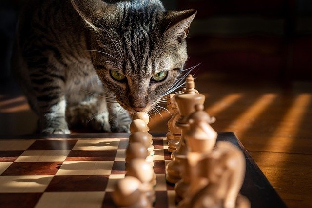 Explore top chess tutors and classes in Washington Headquarters, Morristown, NJ. Help your child grow in smart thinking, patience, and confidence—just around the corner!