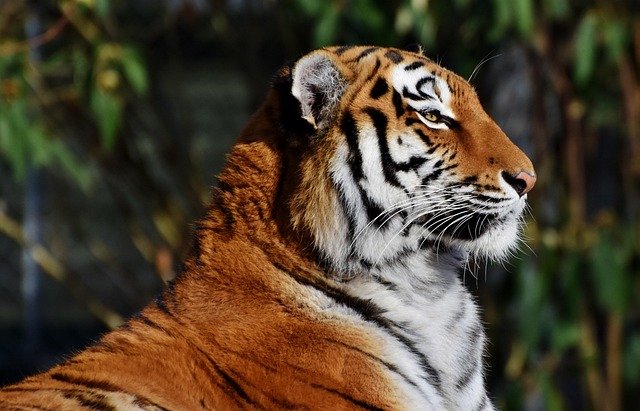 Tigers are one of the most powerful and admired animals in the world. They are known for their orange fur and black stripes, as well as their incredible strength. Yet today, there are fewer than four thousand left in the wild.