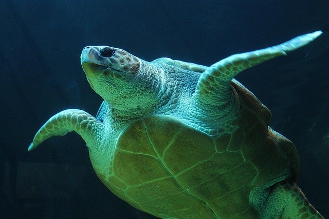 Sea turtles have lived in the oceans for more than one hundred million years. But now, most species of sea turtles are endangered. One of the biggest threats they face is plastic pollution. Many turtles mistake plastic bags for jellyfish and eat them, which can block their stomachs and kill them.