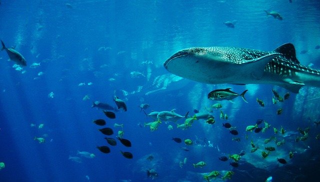 Now picture the ocean. It looks like just water—but underneath the waves, there’s an entire world of life. Fish, crabs, whales, and even glowing jellyfish all have their part in the food chain.