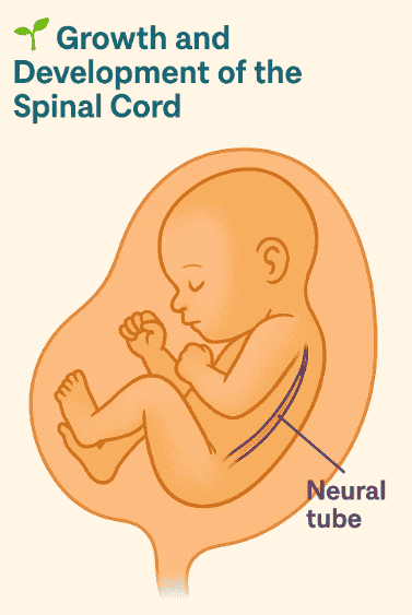 what is a spine in a baby