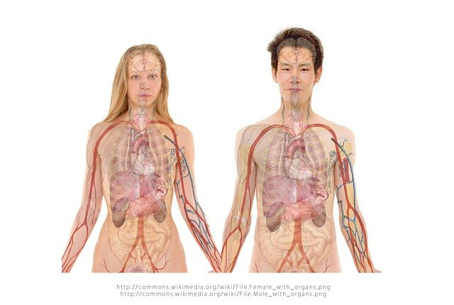 Take a journey inside the human body with easy explanations of organs, systems, and how everything works together.